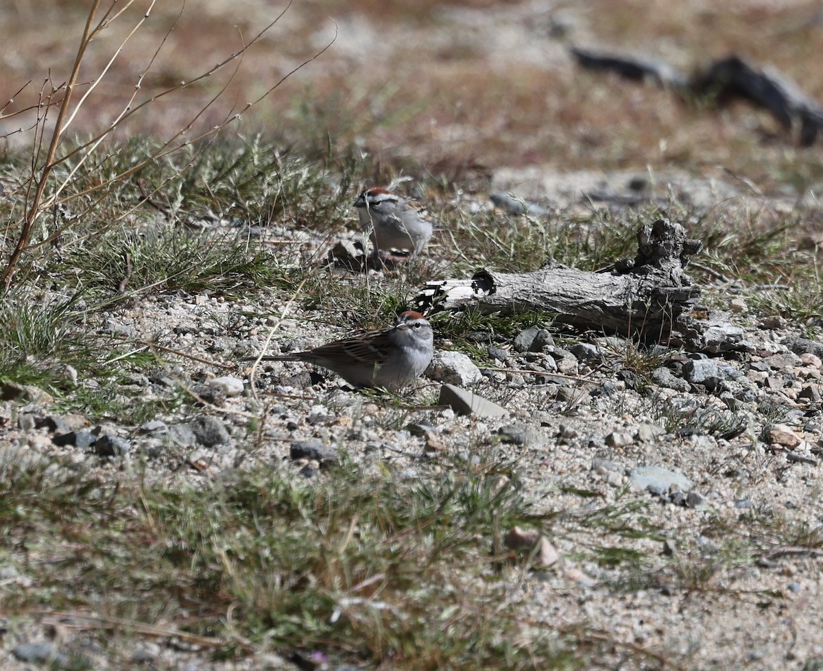 Chipping Sparrow - ML617148149