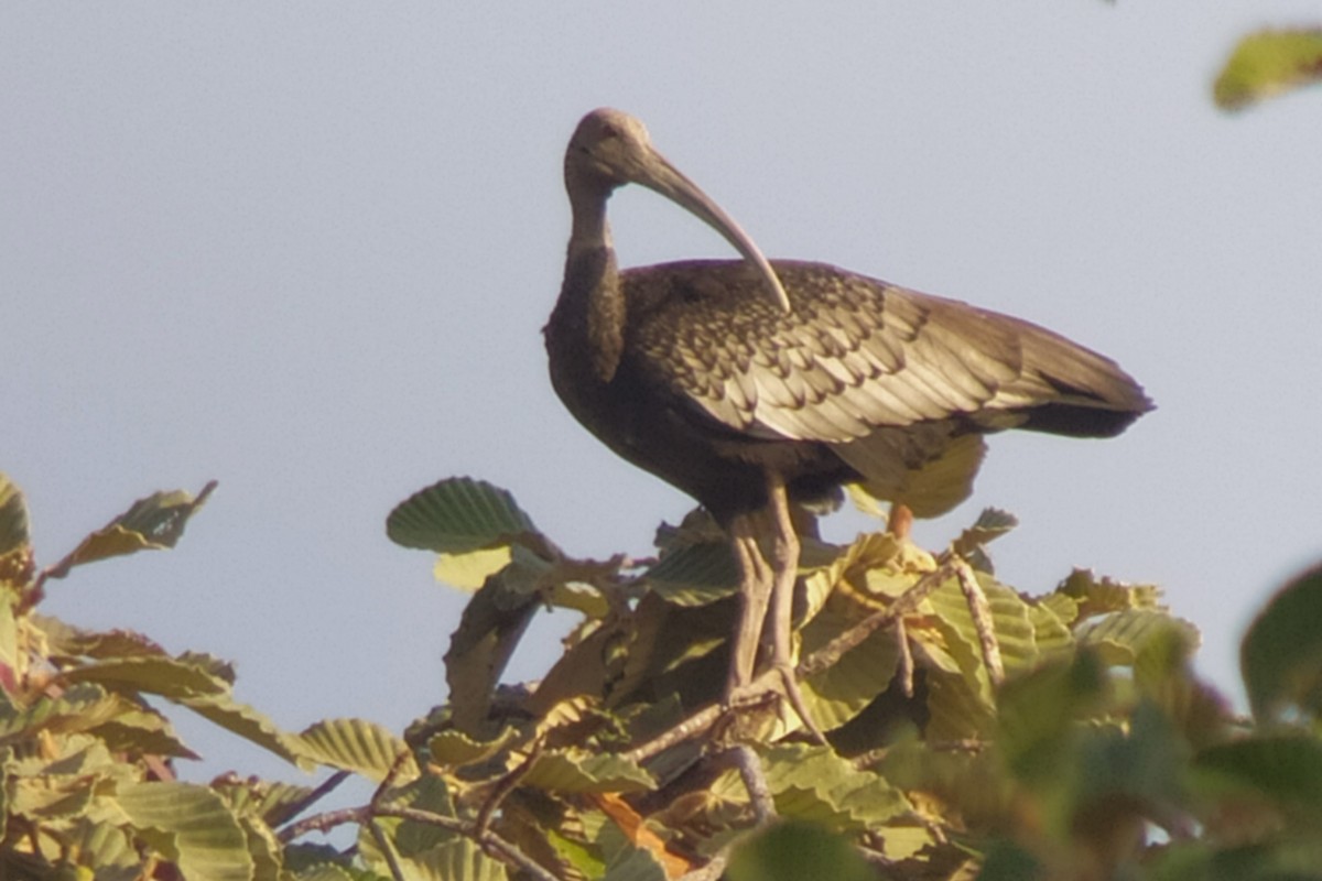 Giant Ibis - Alain Rouge