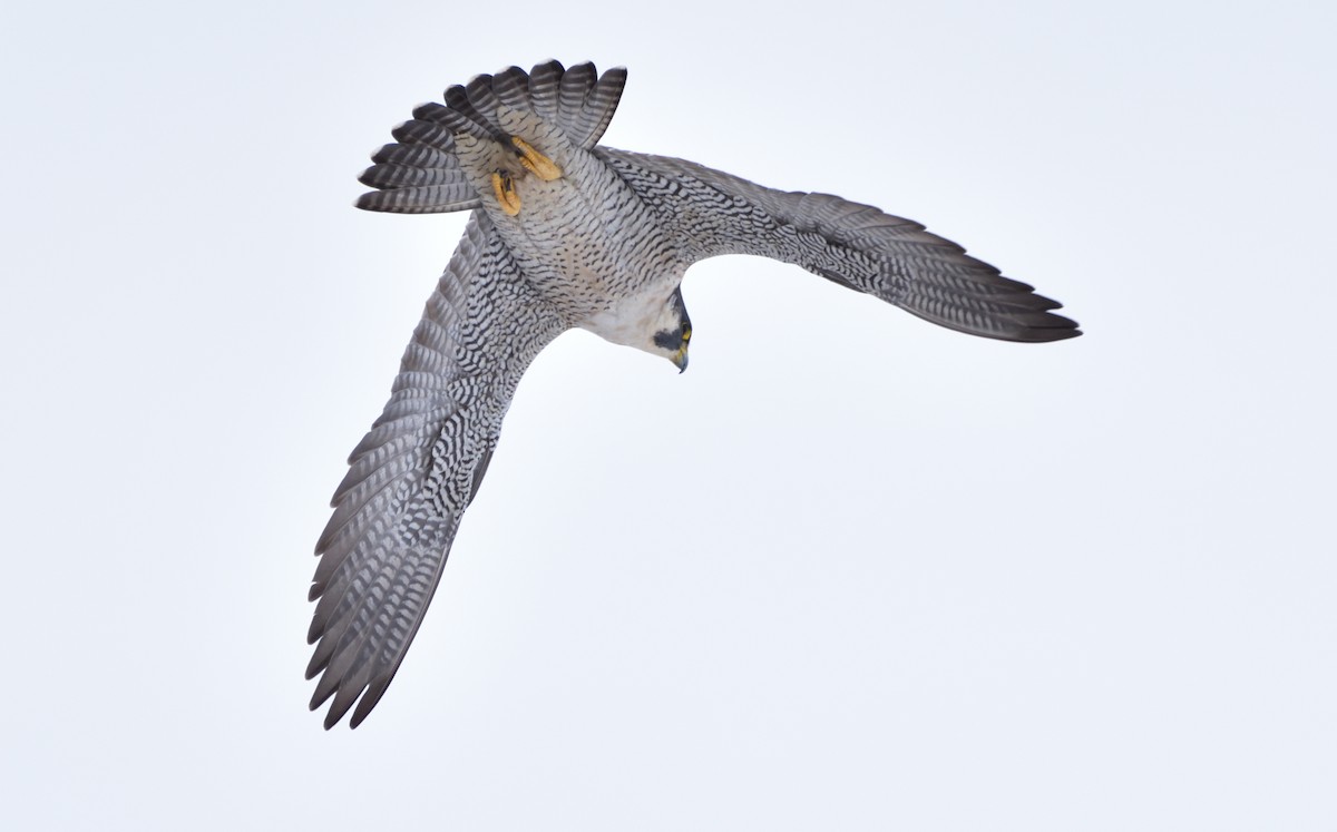 Peregrine Falcon - ML617148249