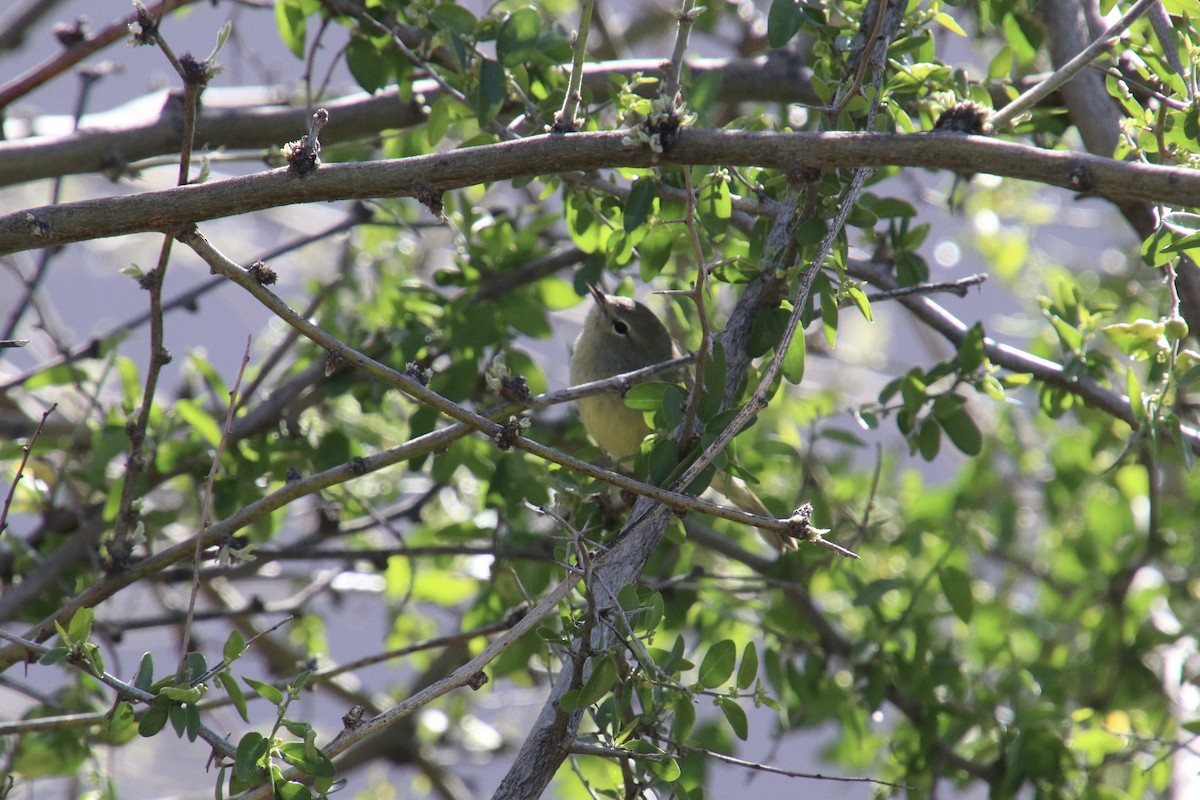 Bell's Vireo - Holly Kleindienst