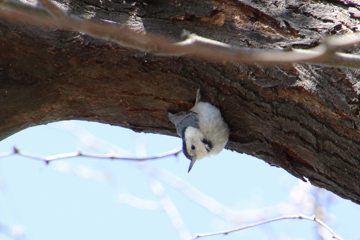 White-breasted Nuthatch - ML617148269
