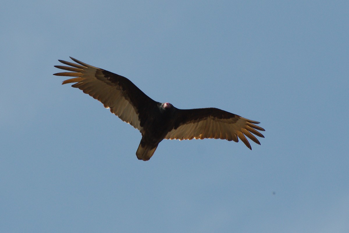 Turkey Vulture - ML617148277
