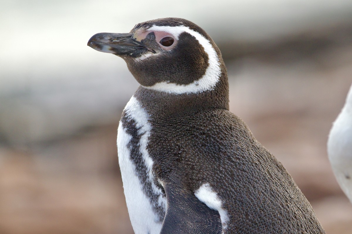 Magellanic Penguin - Dimitris Salas