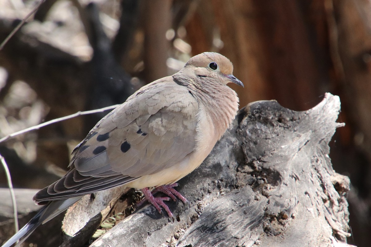 Mourning Dove - ML617148294
