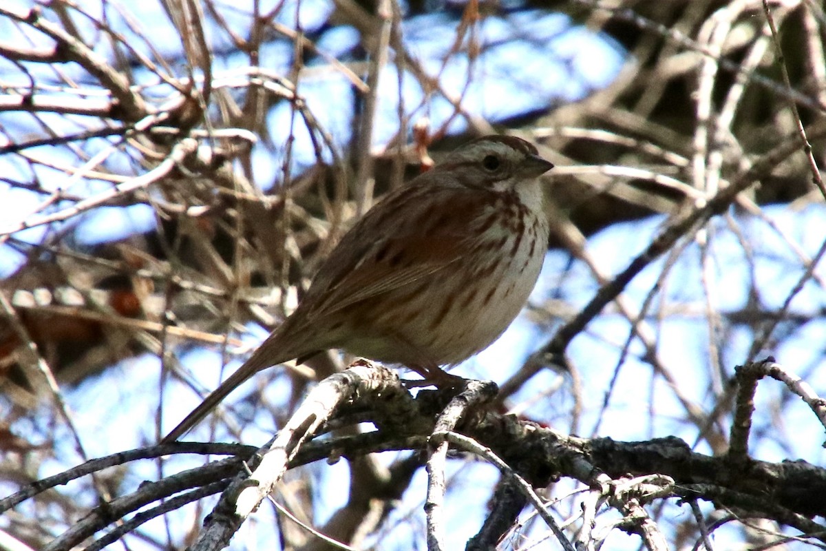 Song Sparrow - ML617148305