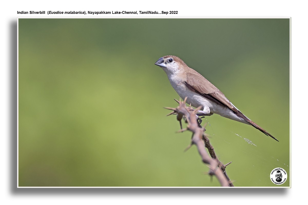 Indian Silverbill - ML617148308