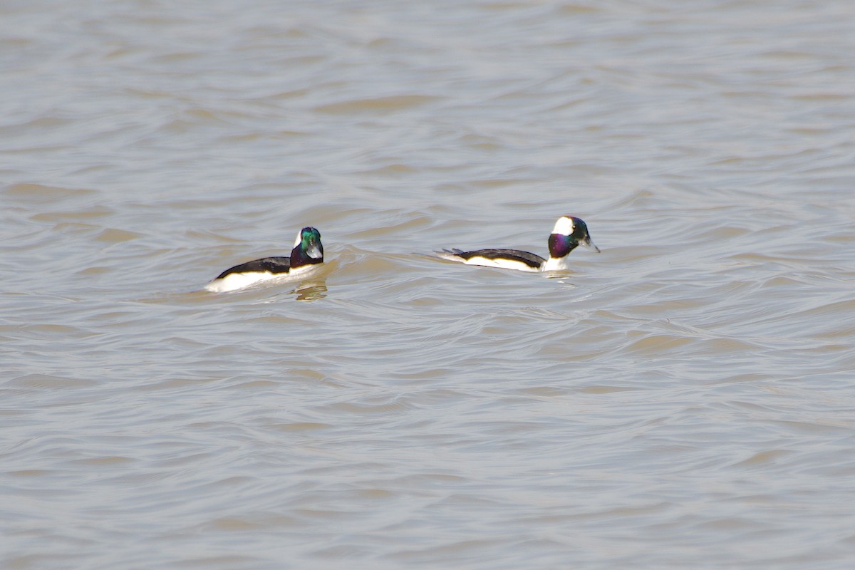 Bufflehead - ML617148333