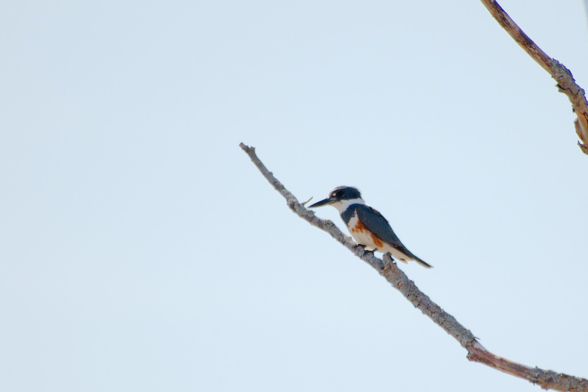 Belted Kingfisher - ML617148345