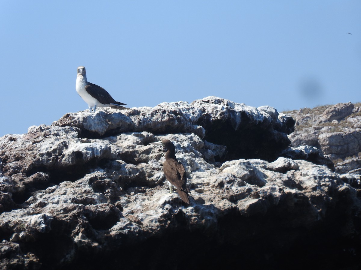 Blue-footed Booby - ML617148355