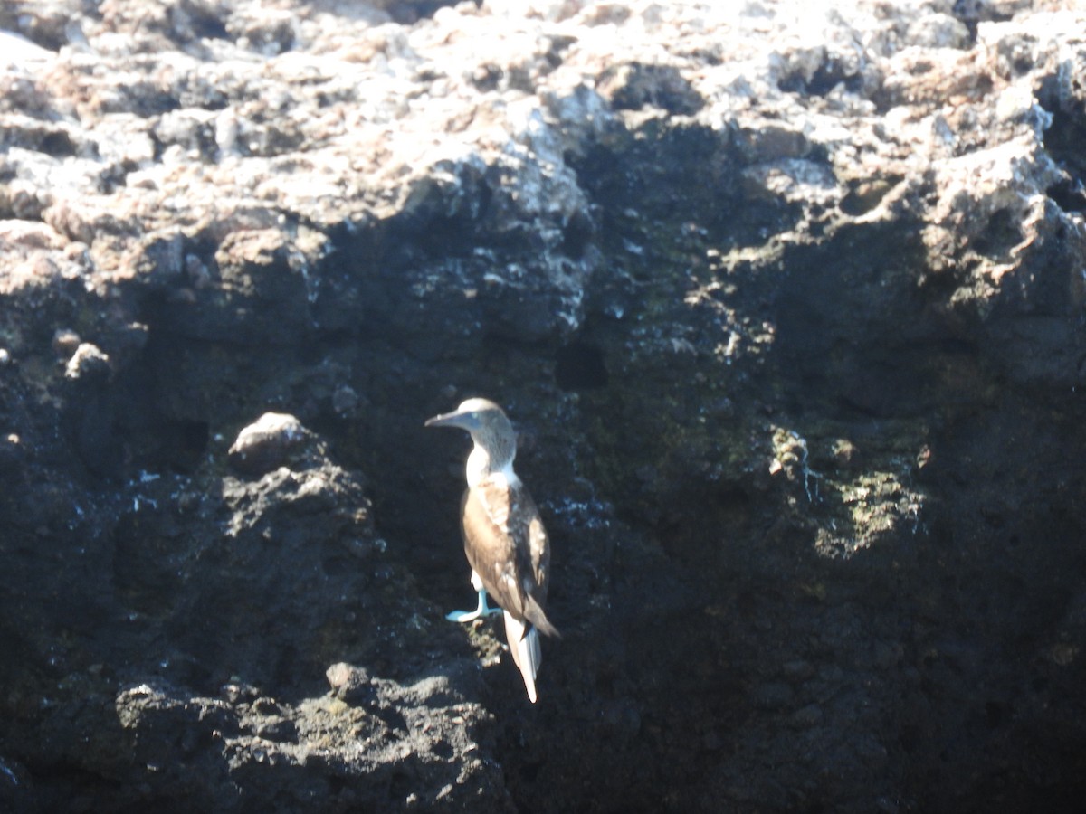 Blue-footed Booby - ML617148356