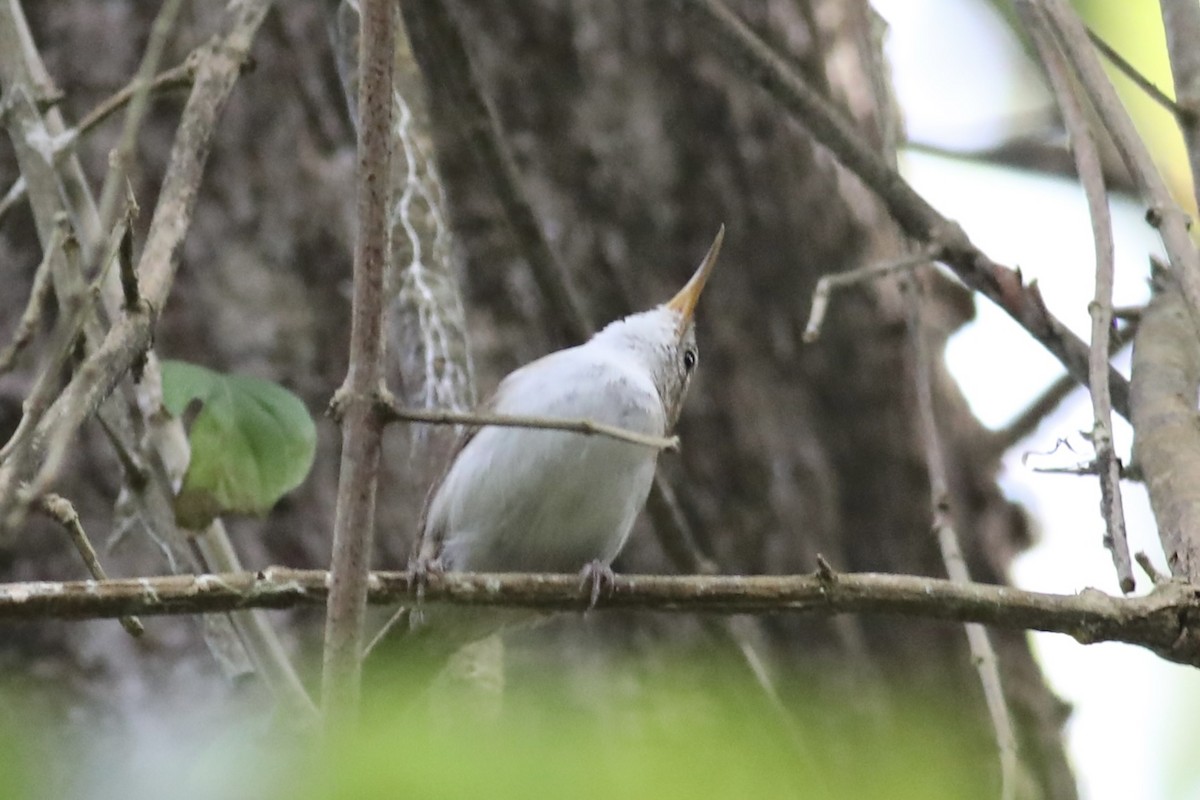 Chochín Criollo (mesoleucus) - ML617148394