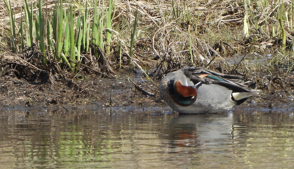 Green-winged Teal - ML617148406