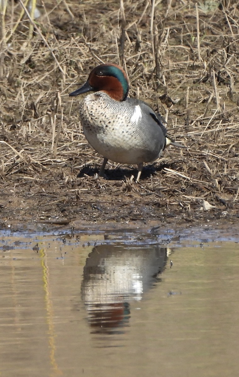 Green-winged Teal - ML617148407