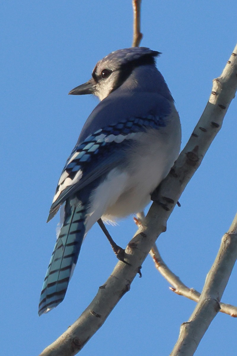 Chara Azul - ML617148431