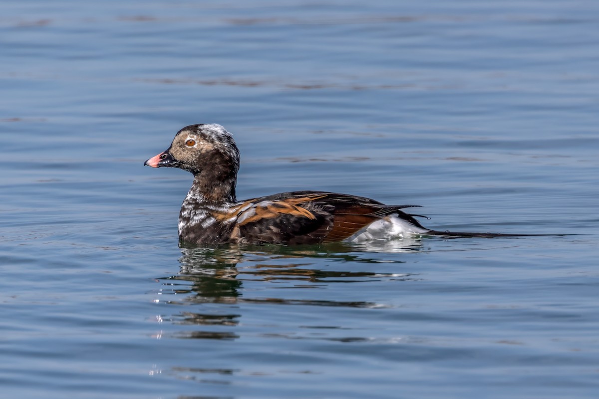 Long-tailed Duck - ML617148437