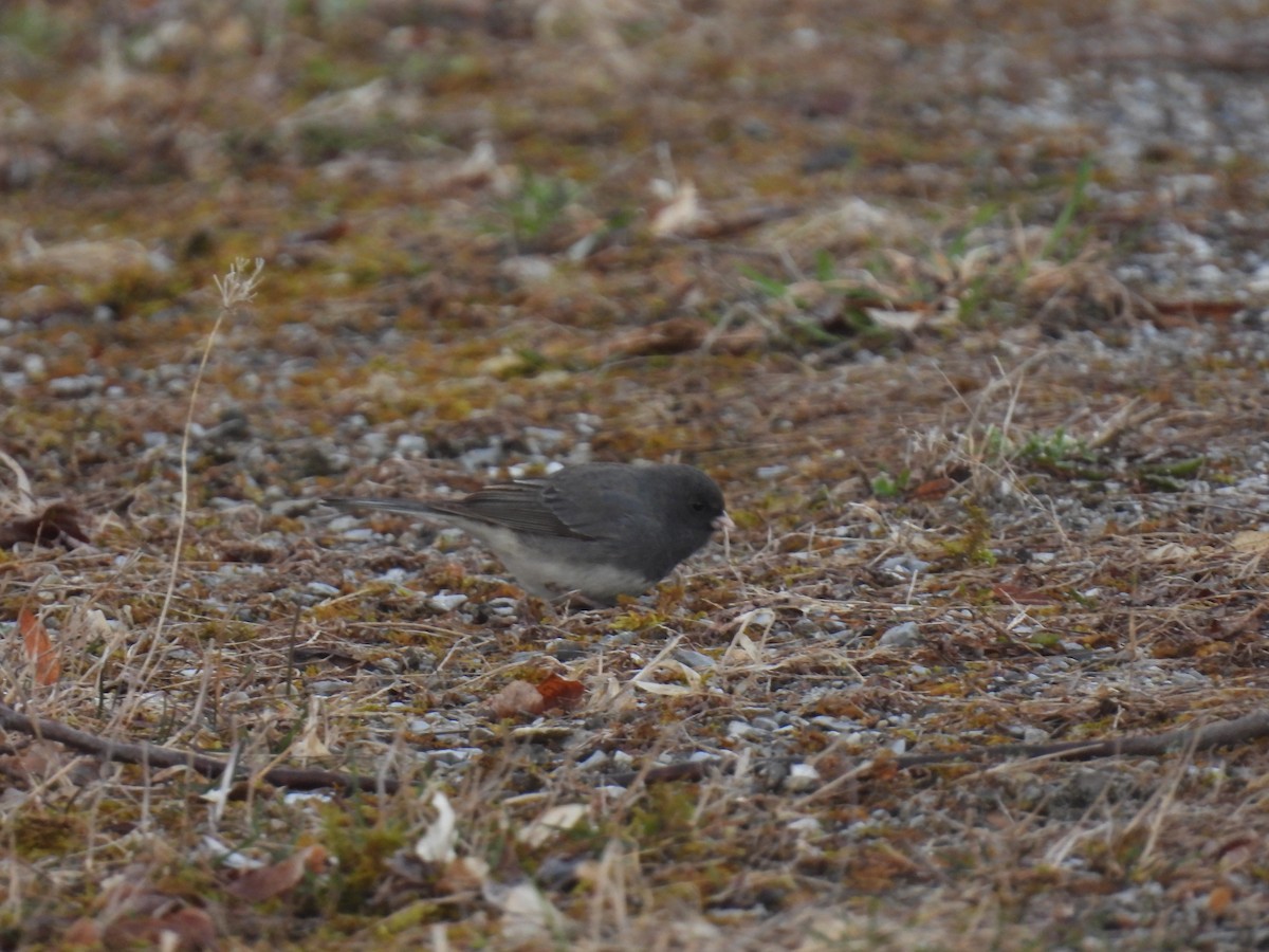 Dark-eyed Junco - John McKay