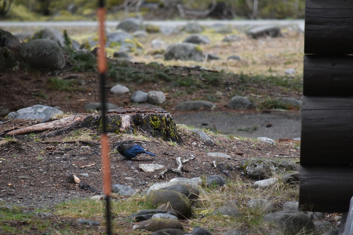 Steller's Jay - ML617148462