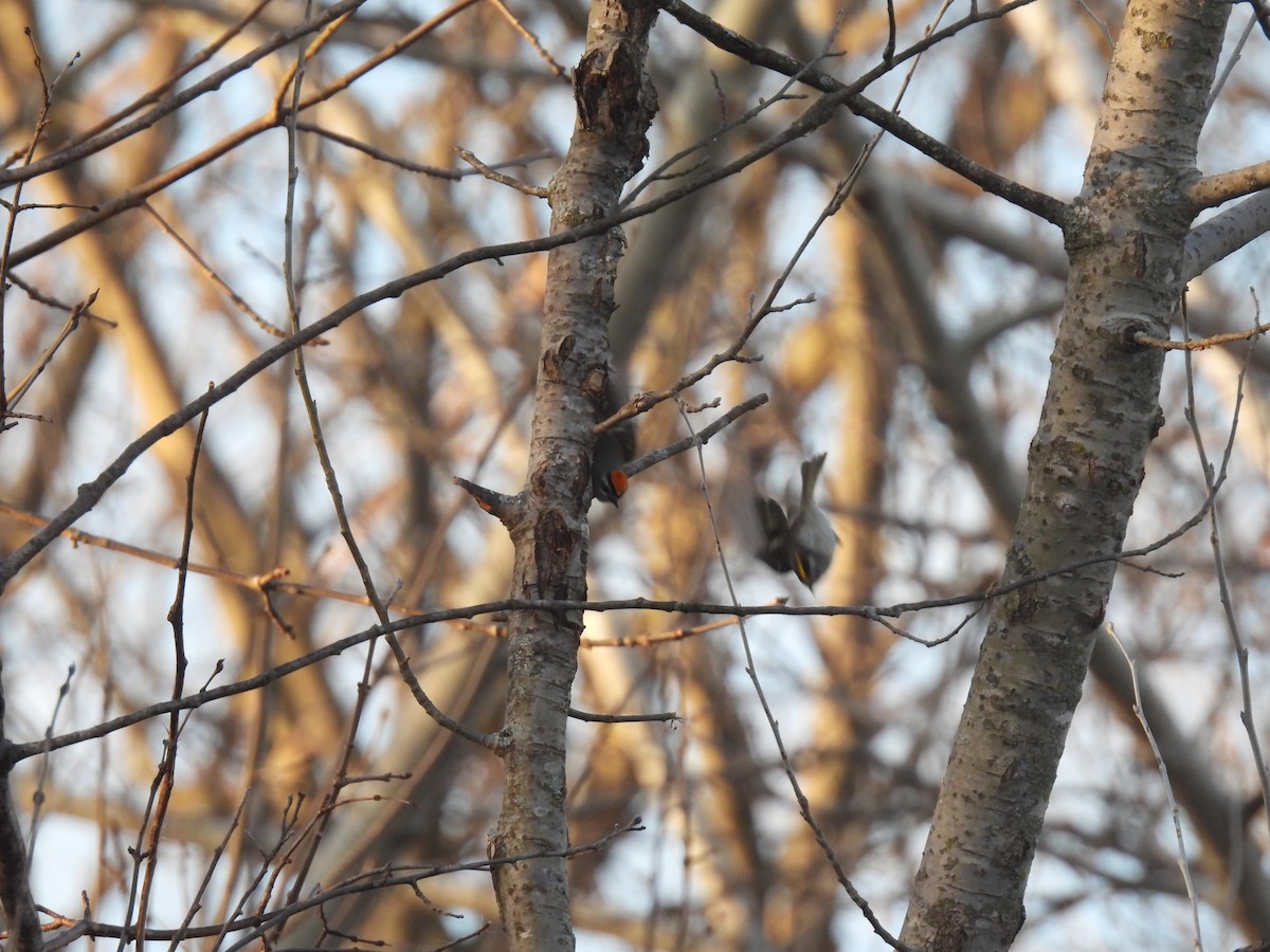 Golden-crowned Kinglet - John McKay