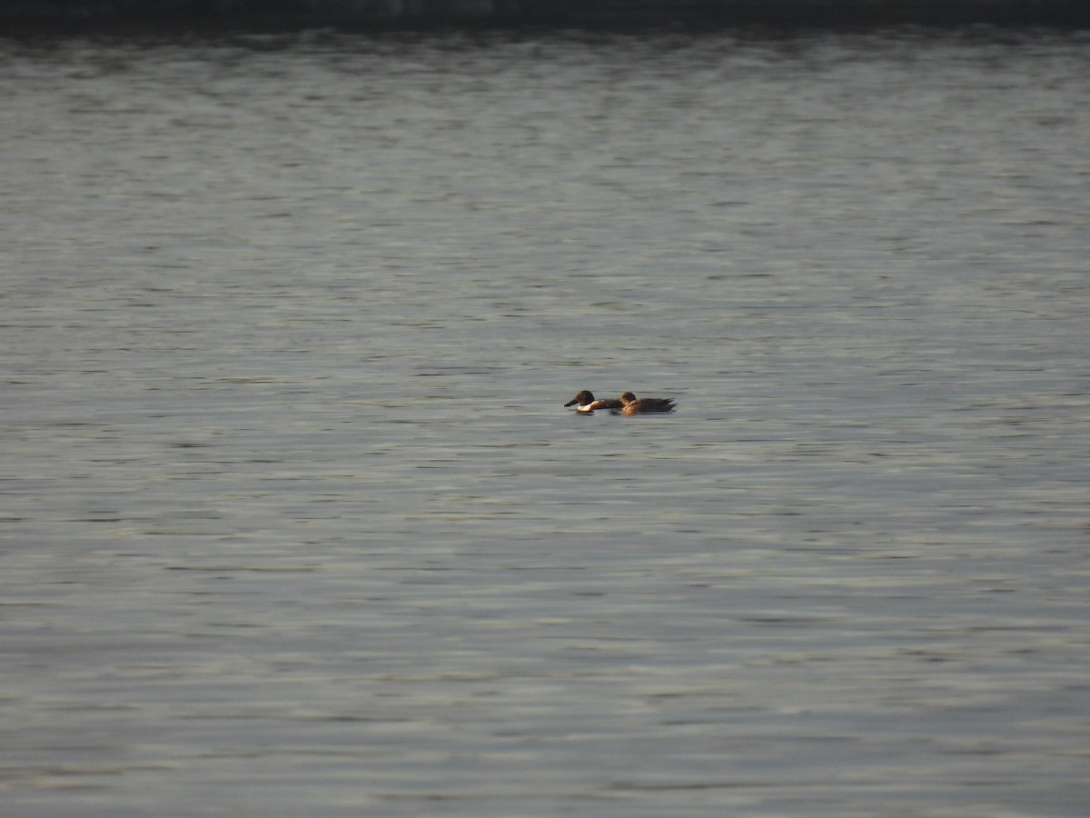 Northern Shoveler - John McKay