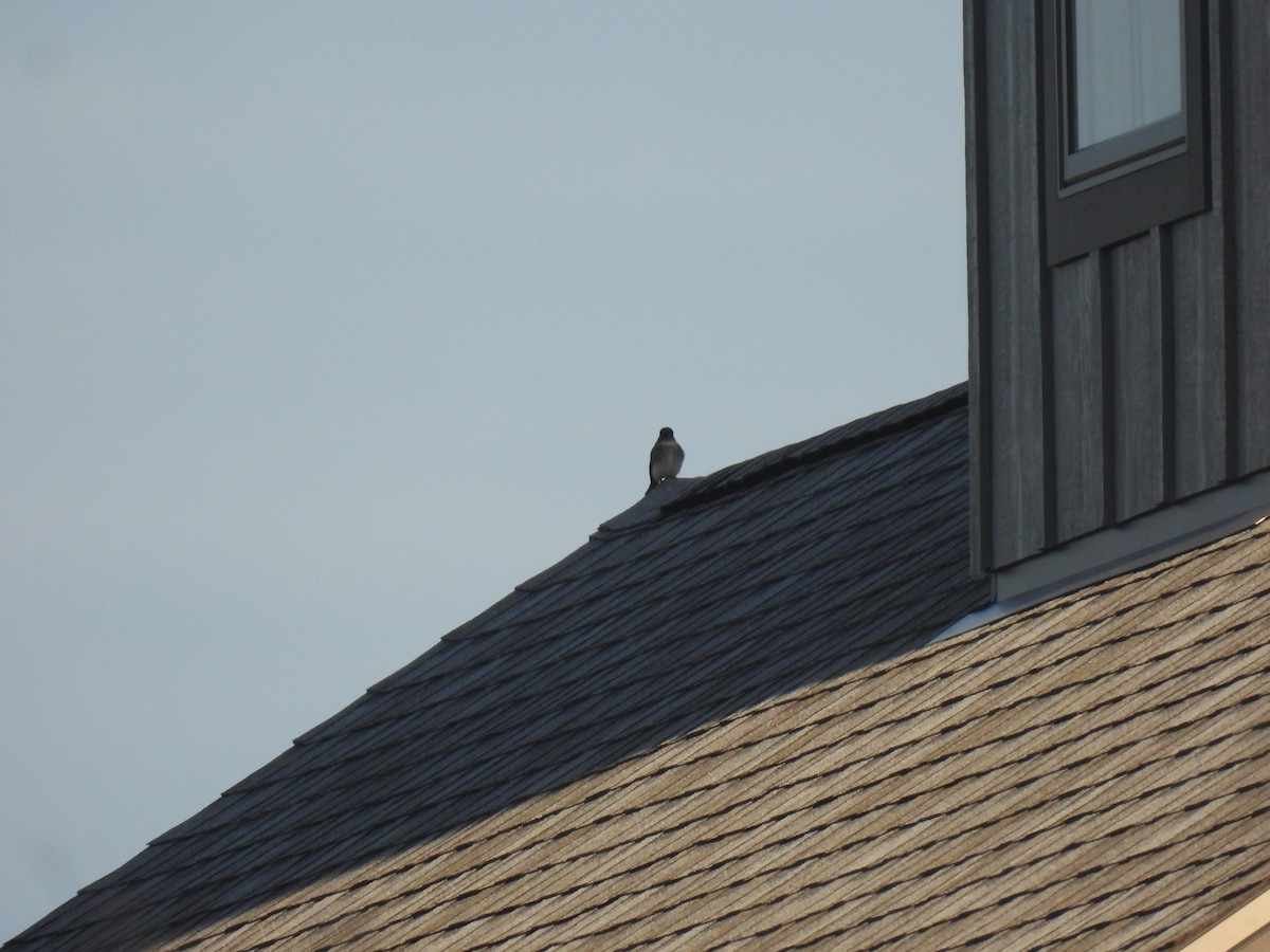 Eastern Phoebe - ML617148473