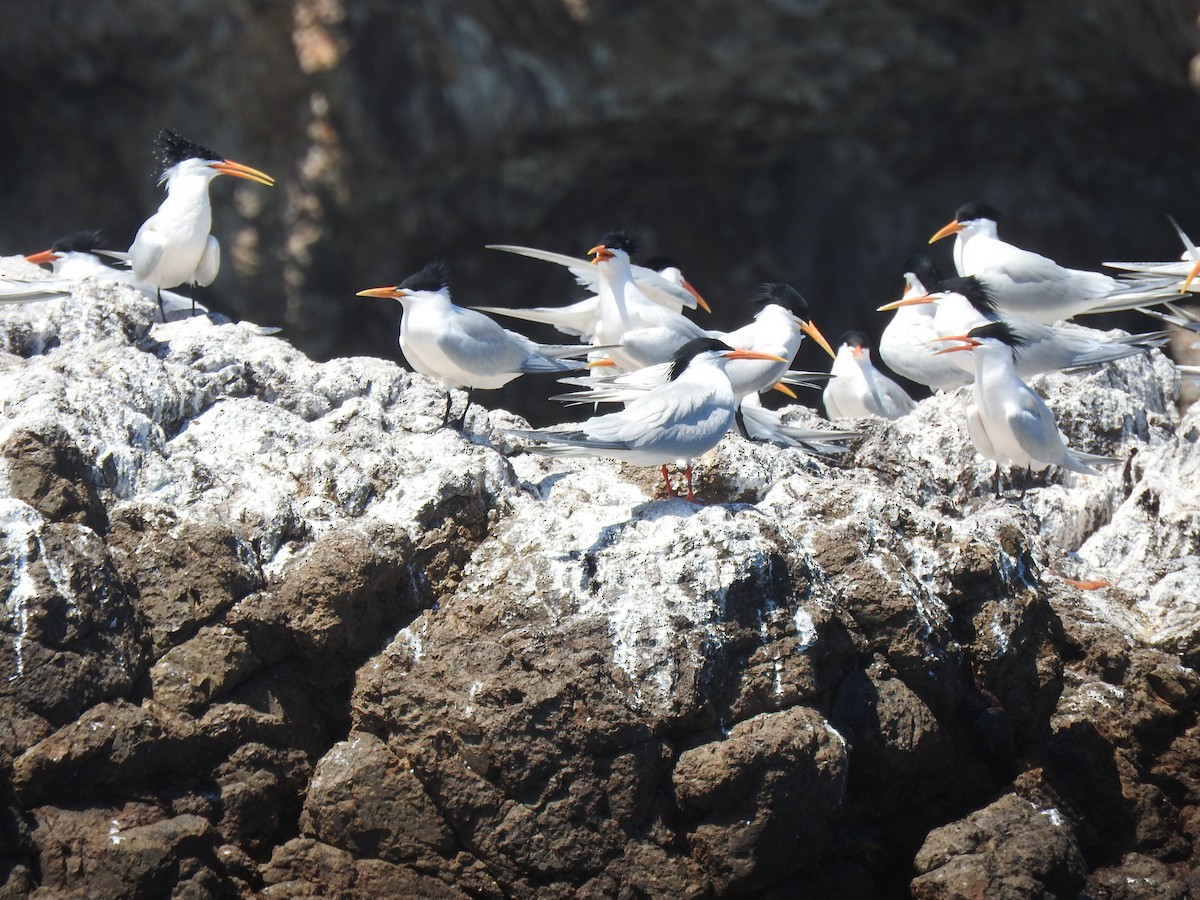 Royal Tern - ML617148477