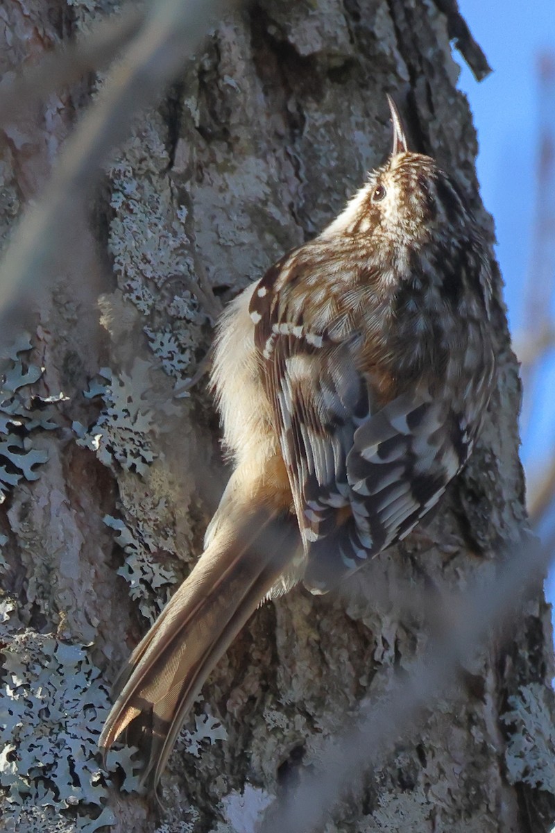 Brown Creeper - Mark Miller