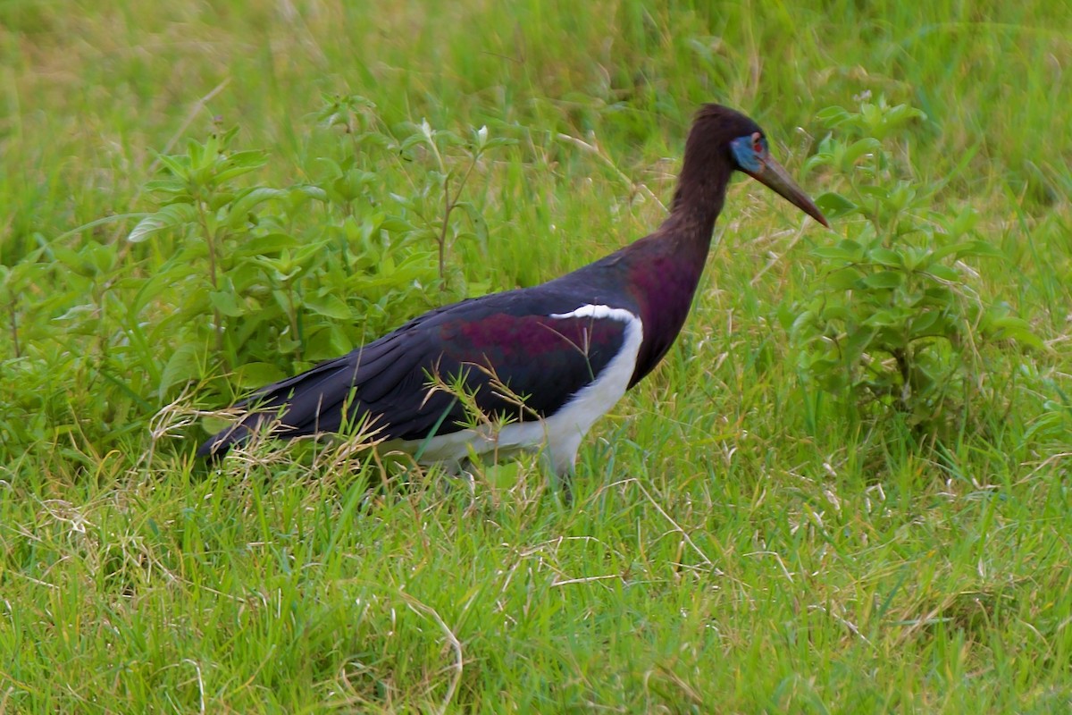 Abdim's Stork - ML617148491