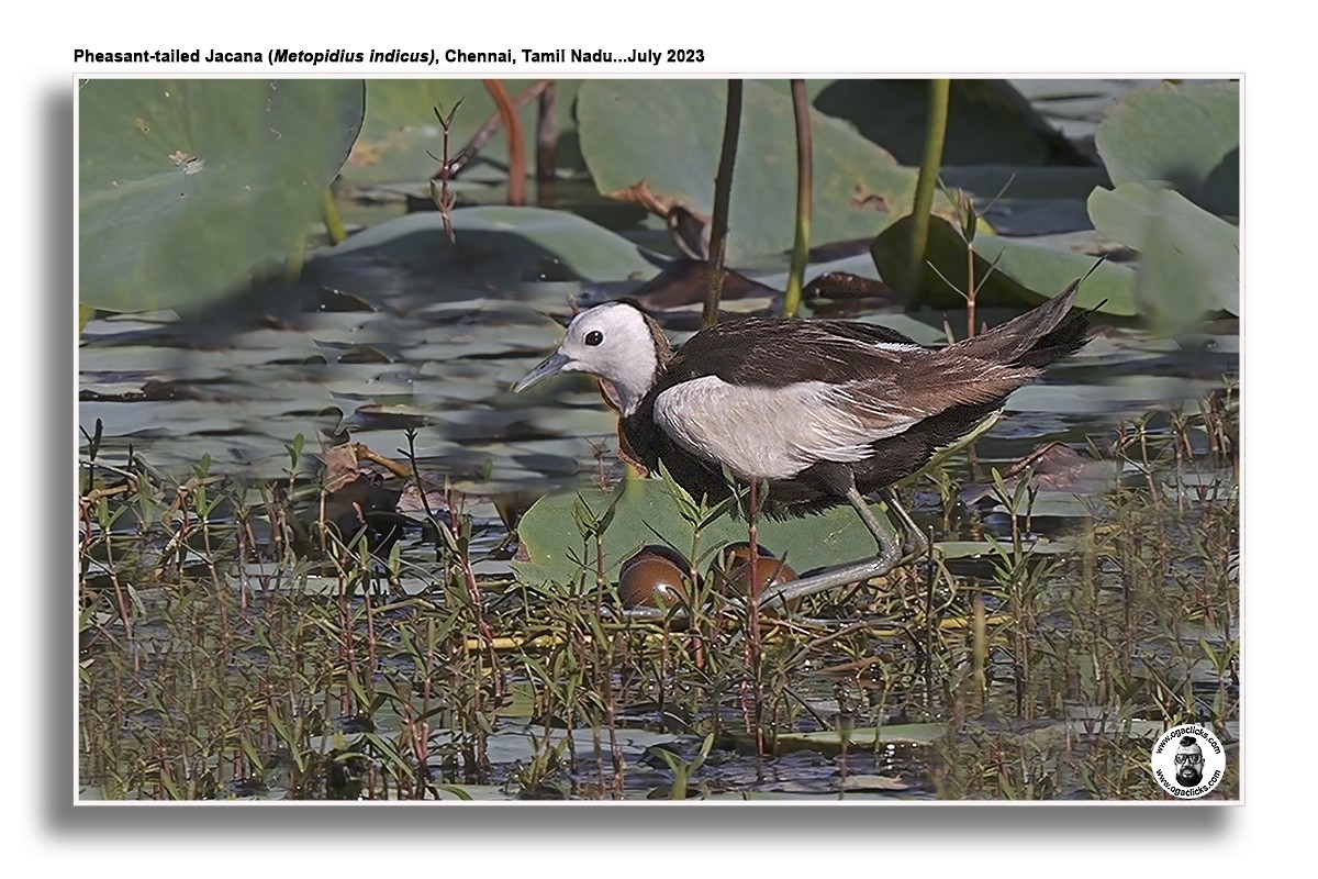Pheasant-tailed Jacana - ML617148504