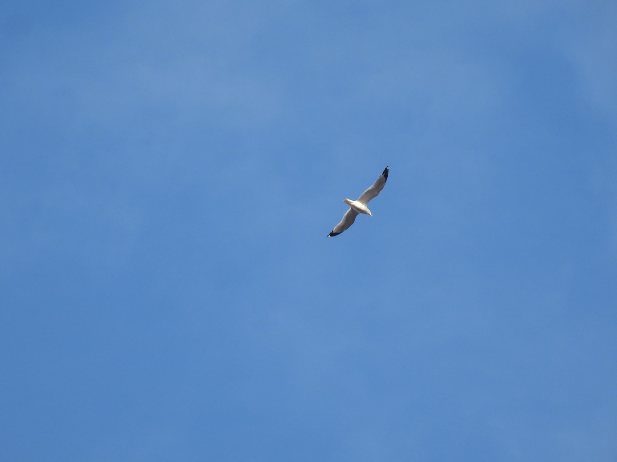 Ring-billed Gull - ML617148529