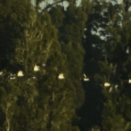 South Island Oystercatcher - ML617148550