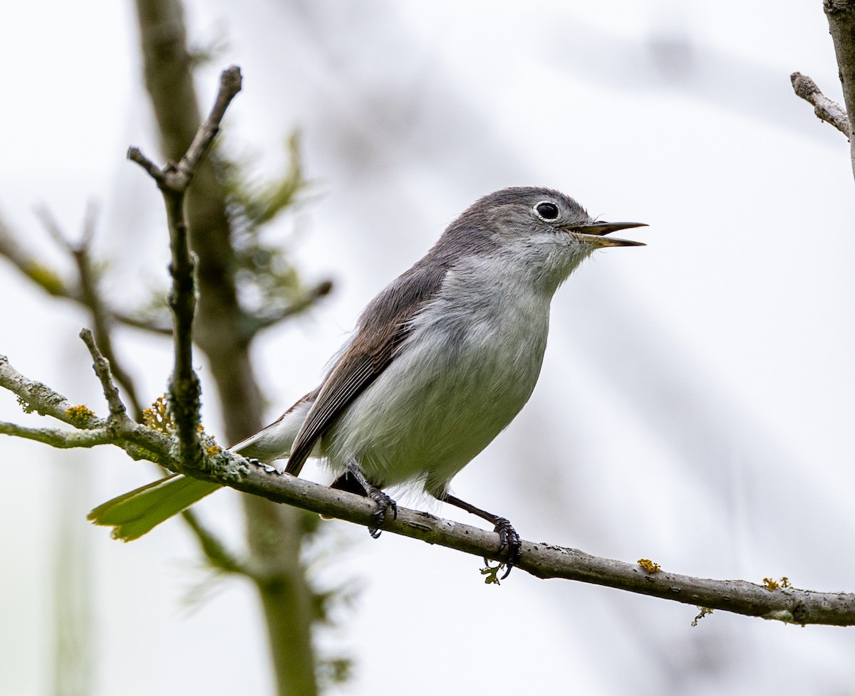 Blue-gray Gnatcatcher - ML617148559