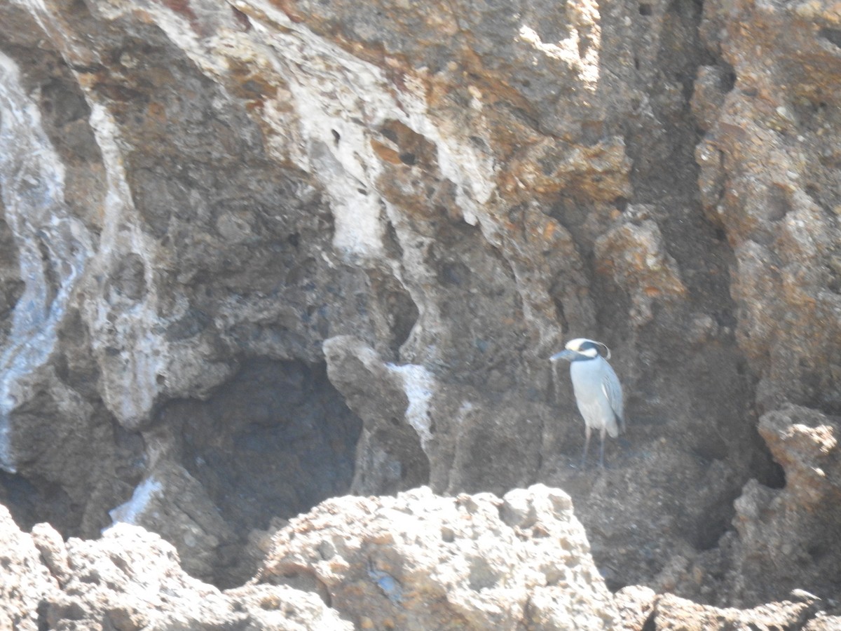 Yellow-crowned Night Heron - ML617148583