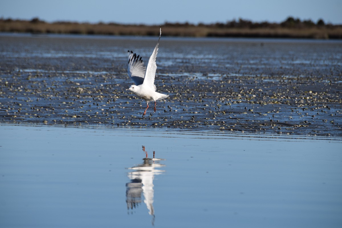 Black-billed Gull - Nick Kowalske