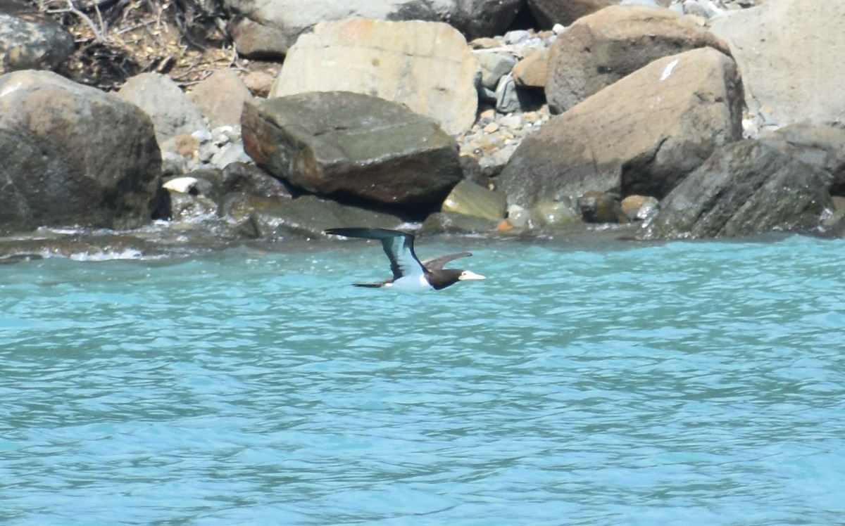 Brown Booby - ML617148622