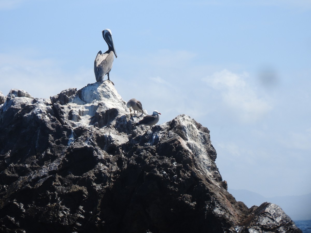 Brown Pelican - ML617148631