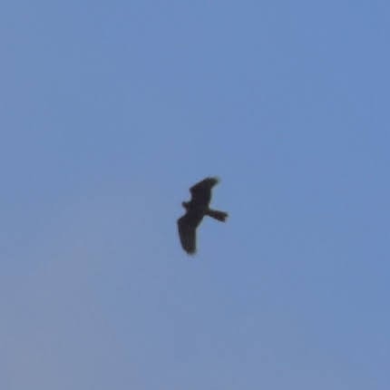 Swamp Harrier - ML617148642