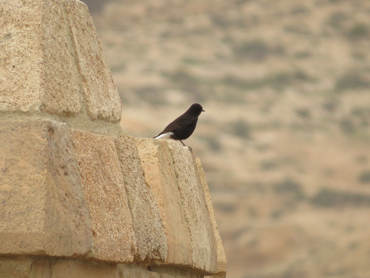 Black Wheatear - ML617148674