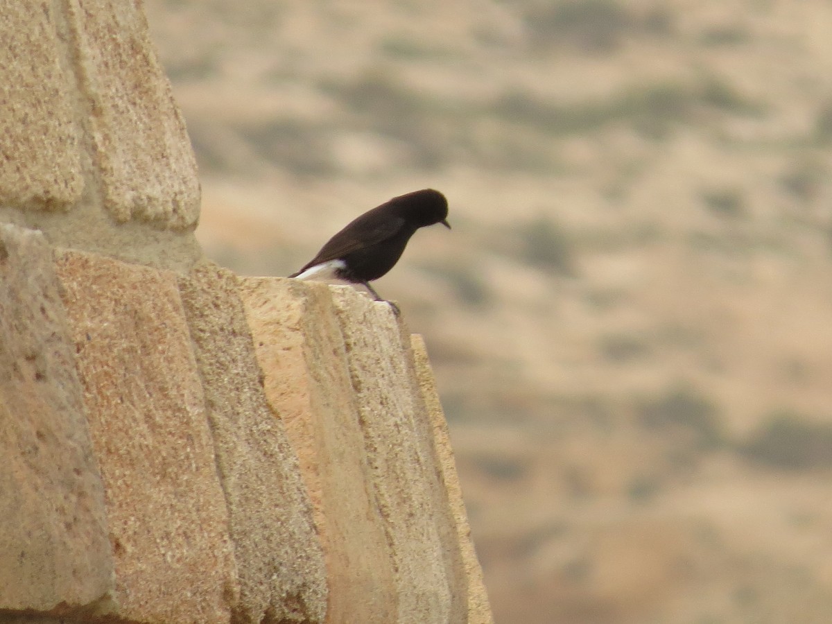 Black Wheatear - ML617148677