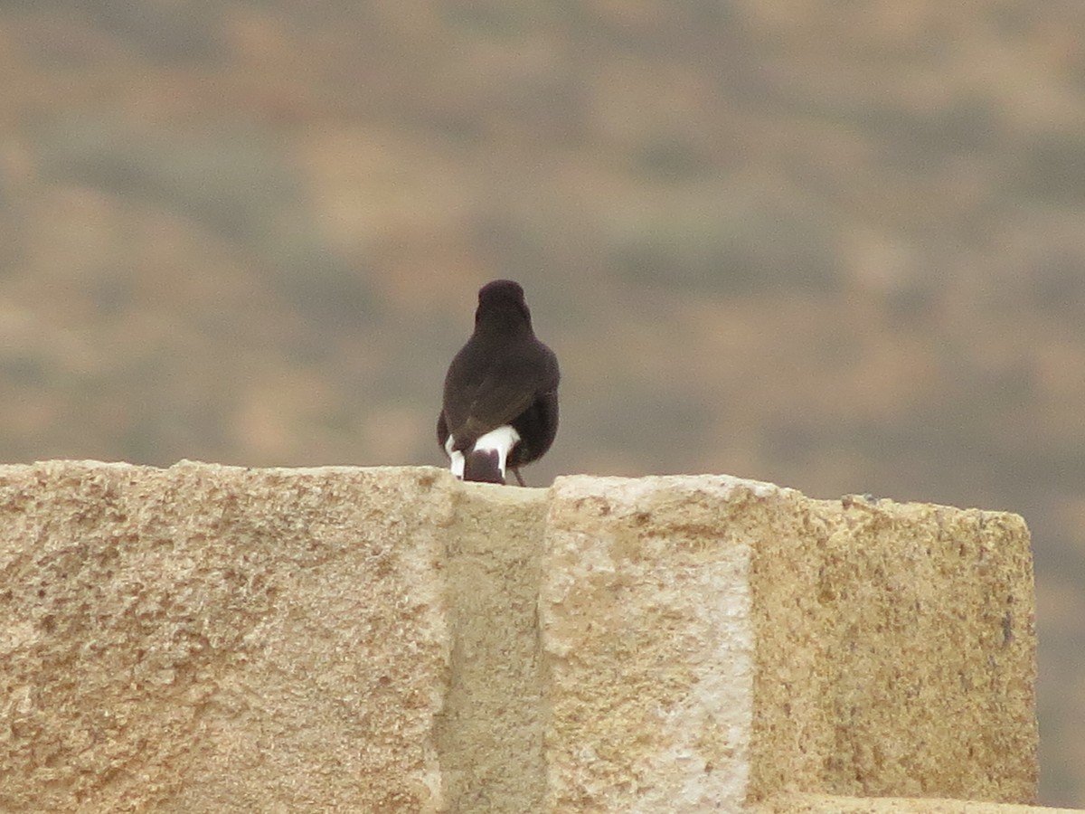 Black Wheatear - ML617148680