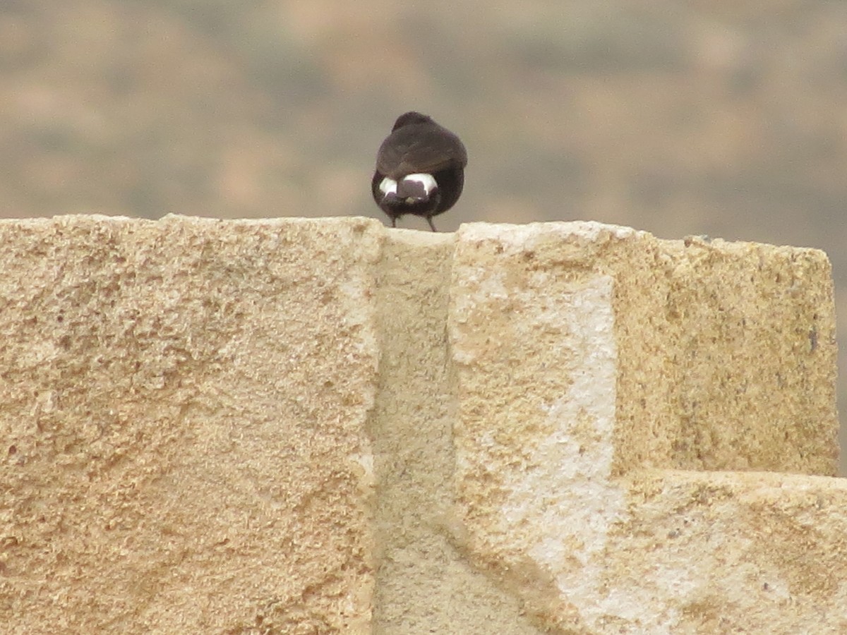 Black Wheatear - ML617148681