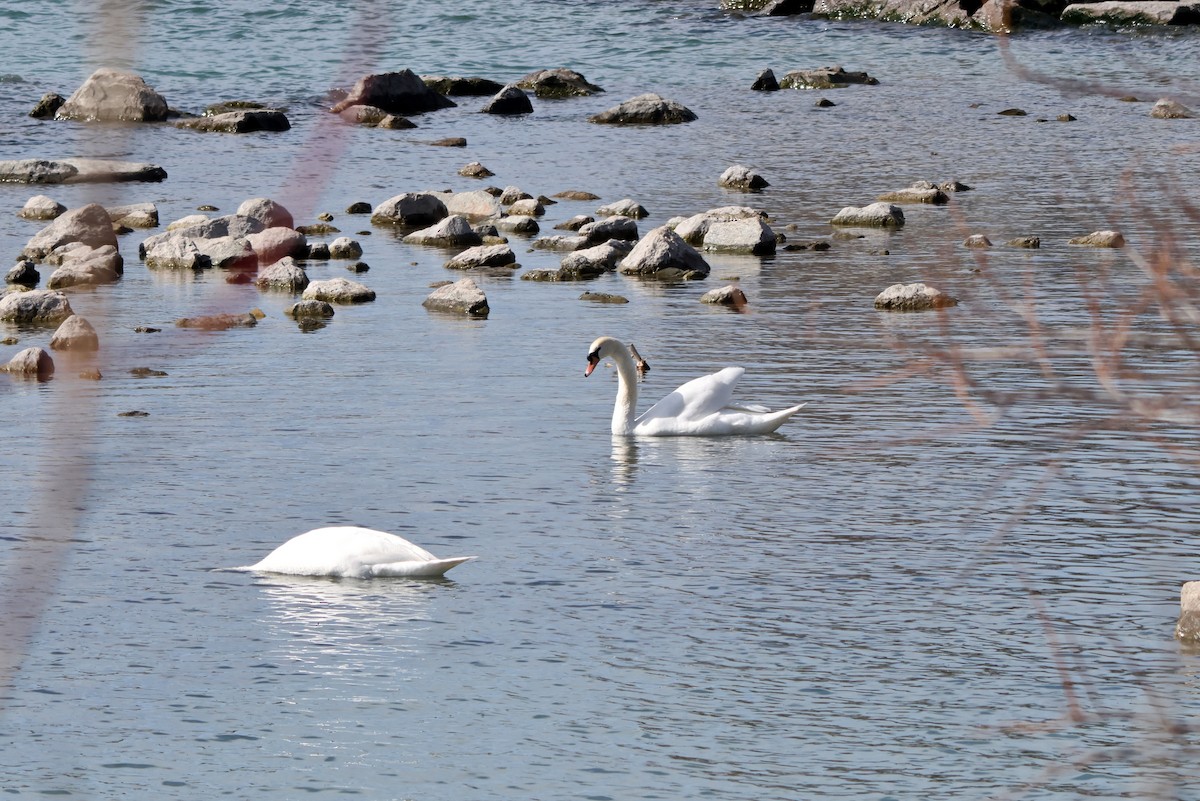 Cygne tuberculé - ML617148706