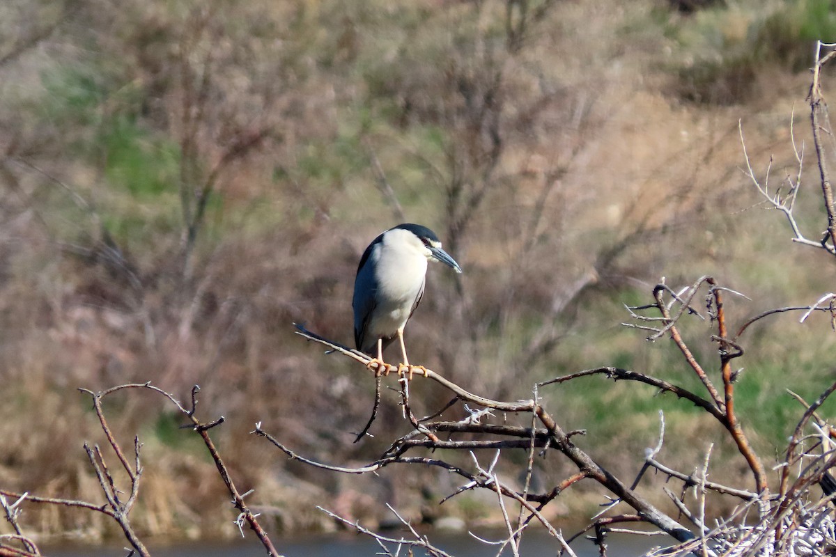 Black-crowned Night Heron - ML617148716