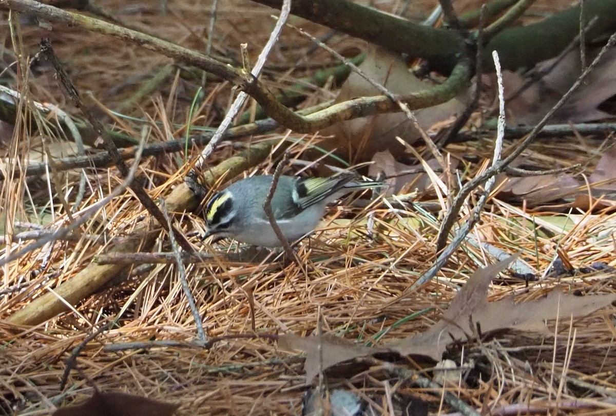 Golden-crowned Kinglet - John Hiebert