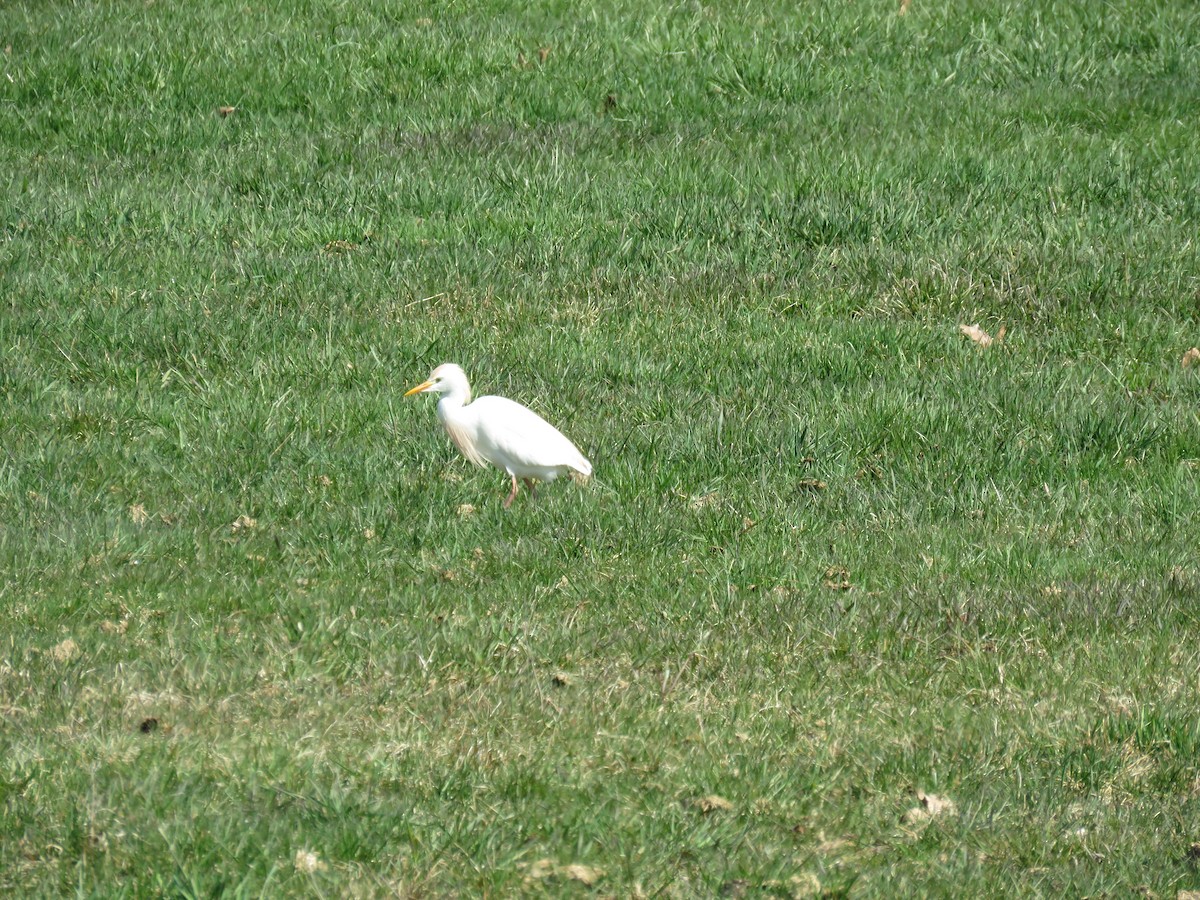 Western Cattle Egret - Steve Babbitt