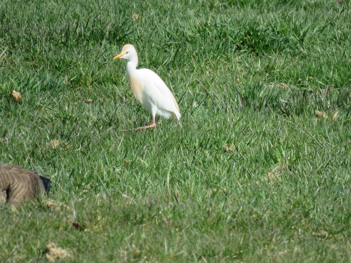 Western Cattle Egret - Steve Babbitt