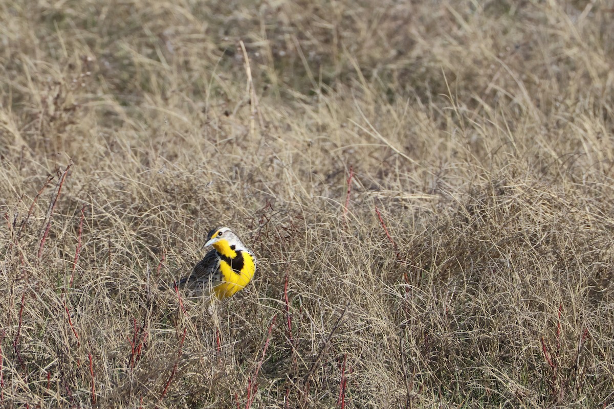 Western Meadowlark - ML617148850