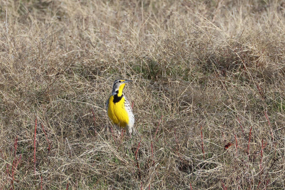 Western Meadowlark - ML617148852