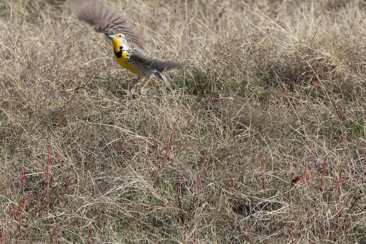 Western Meadowlark - ML617148853