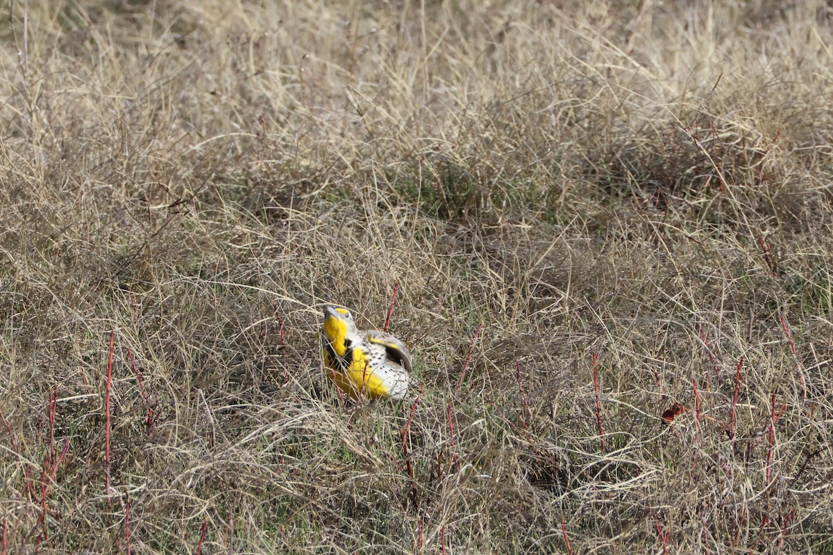 Western Meadowlark - ML617148854