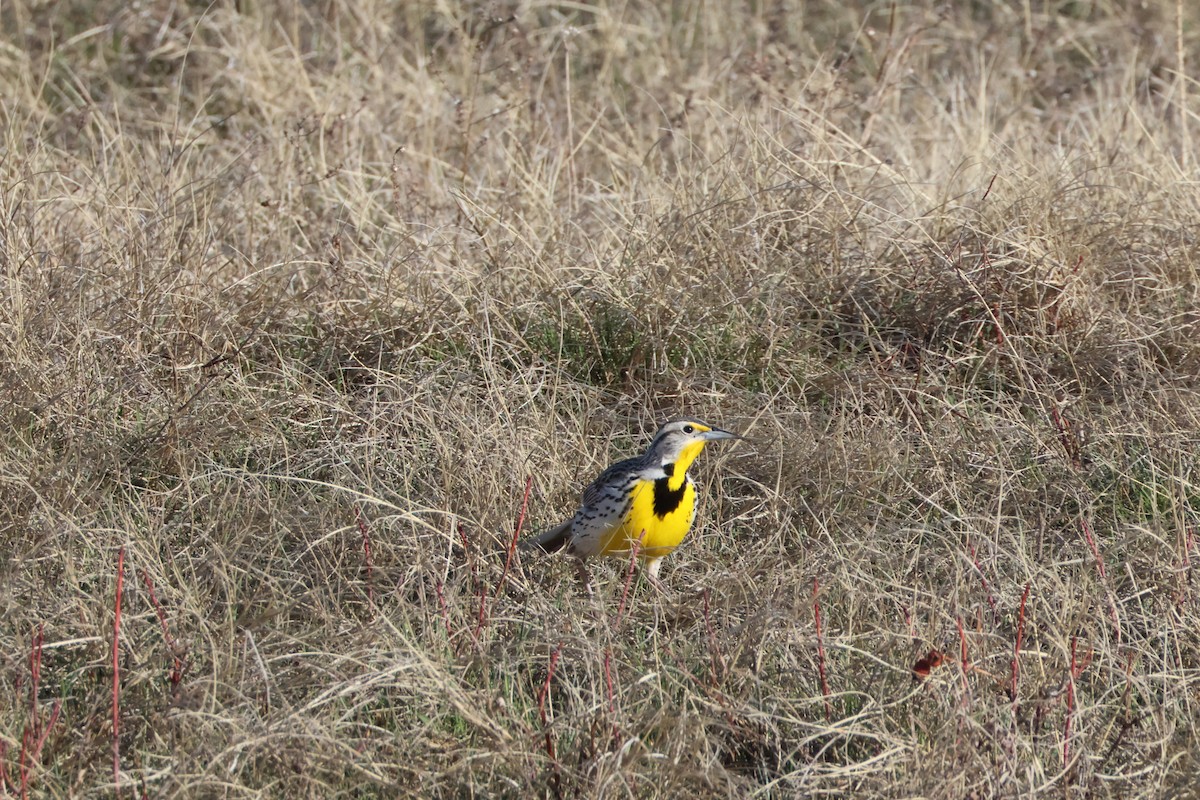 Western Meadowlark - ML617148855